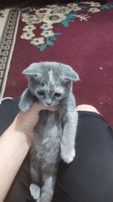 Котенок скотиш фолд