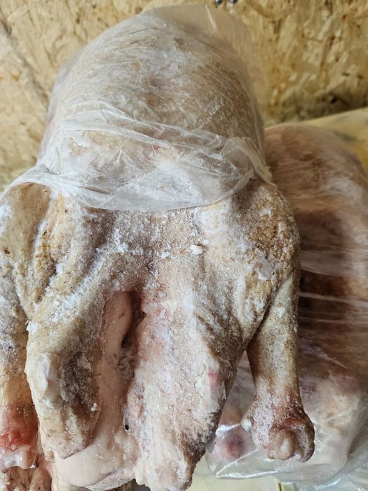 Гуси. Гуси домашние молодие.