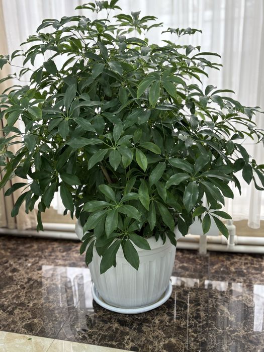 Офислар учун катта тувакларда гуллар