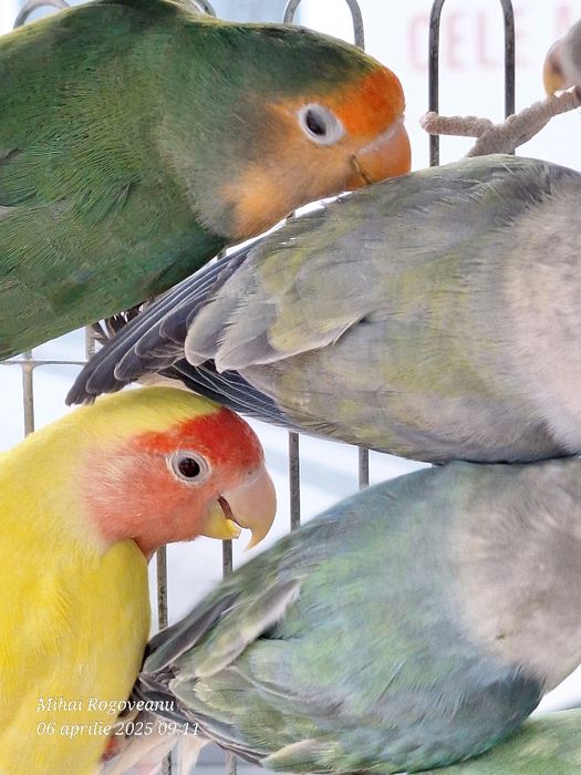 Peruși ondulati , agapornis, nimfe, canari ,gulzi ,etcCumpana