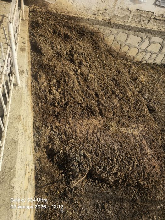 Мол нуриси чистый бепул берилади