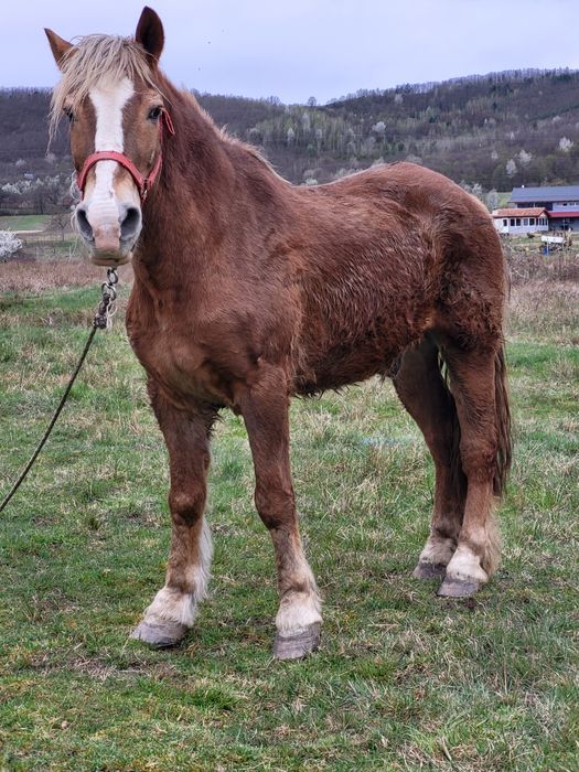 3 caii de vanzare la pachet