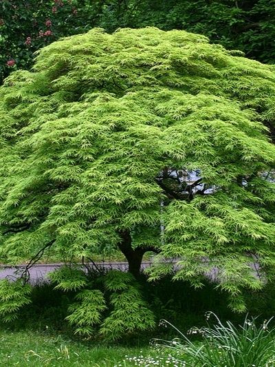 Семена экзотических деревьев