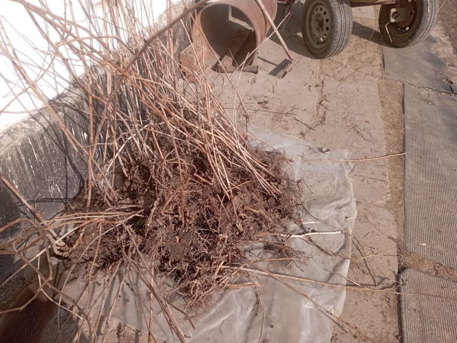 Продается малина