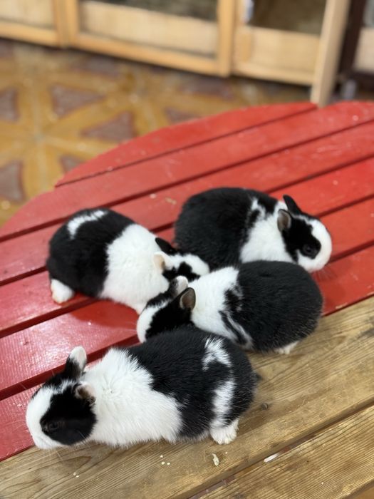 Karlikviy quyon bolari Sotuvda