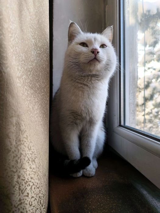 Кот Тайлер ищет семью