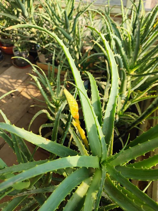 Цветок Алое с бутонами возраст 5 лет