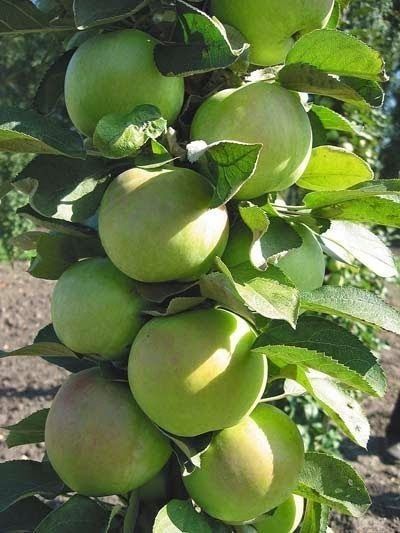 Pomi Fructiferi Columnari (Soiuri De Mar )