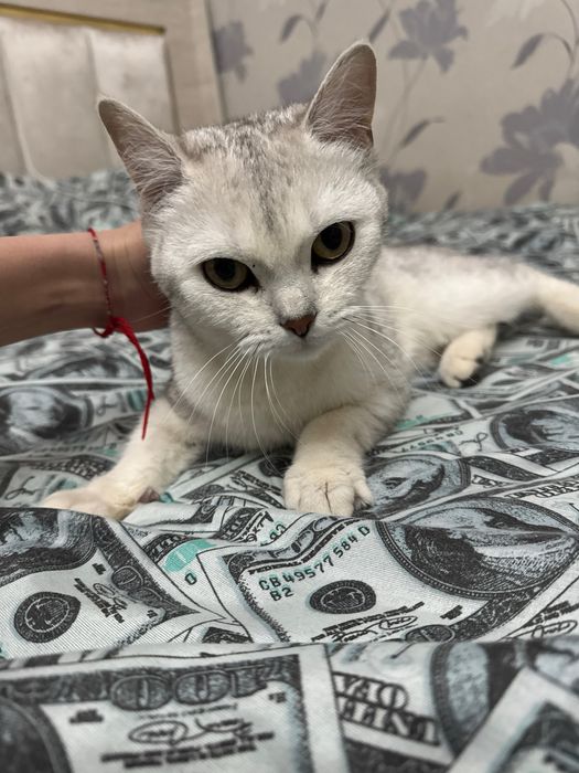 Продается мама с котенком