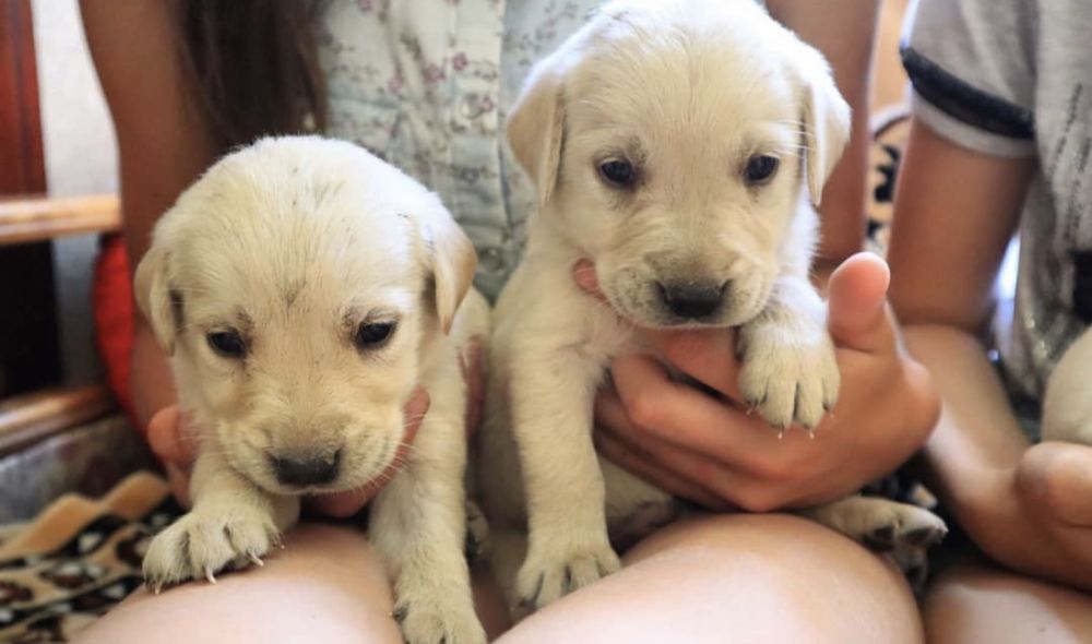 Лабрадор ретривер мальчик