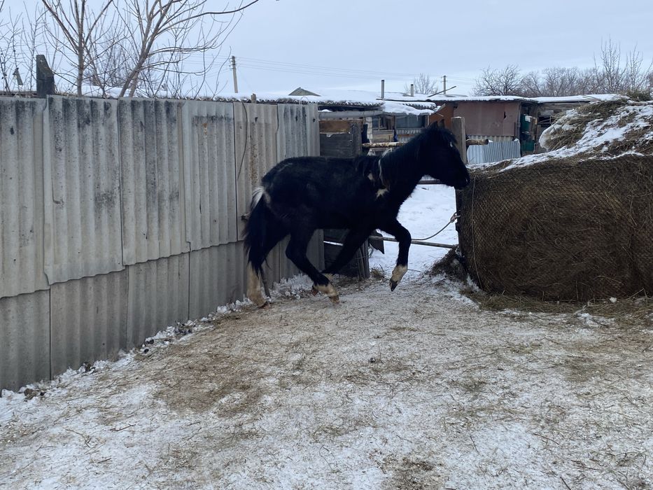 Жеребенок активный,(кобылка)
