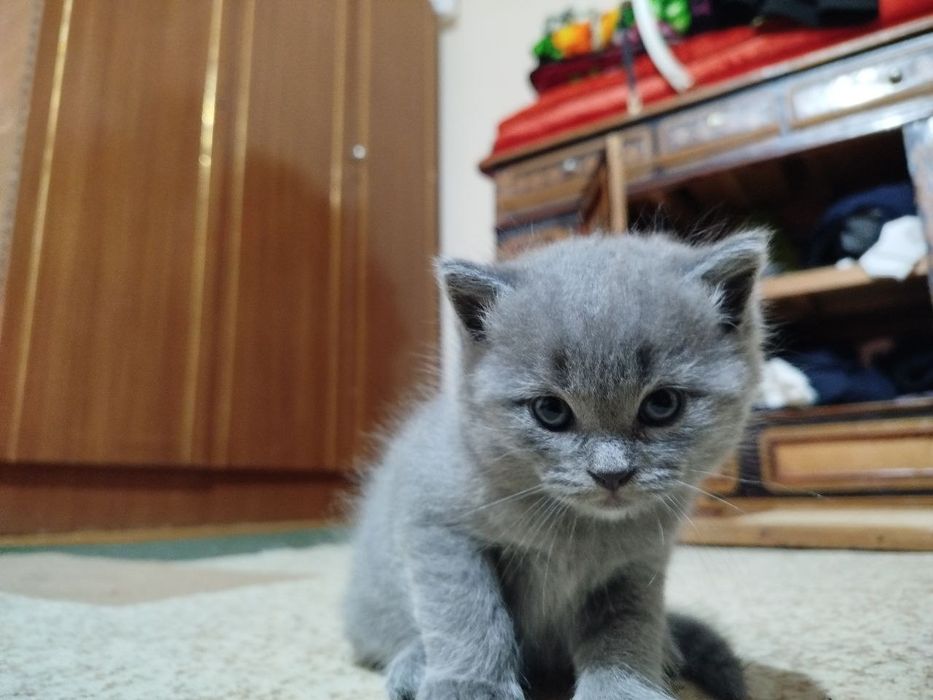 Котята скотиш страйт