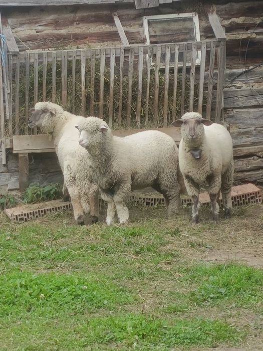 Vînd zece bucăti oi tigăi