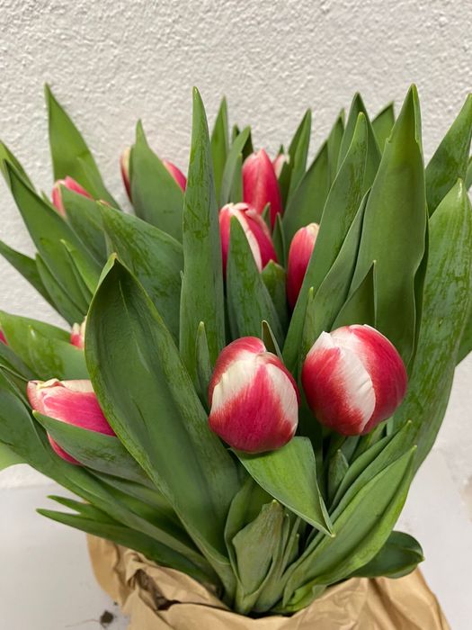 Тюльпаны оптом и в розницу