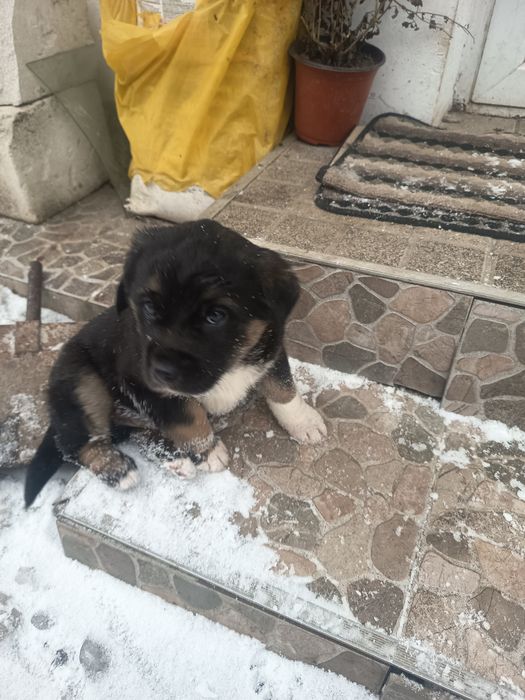 Dau la adoptie căței mici