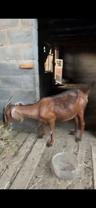 Ешкі, лақ сатылады