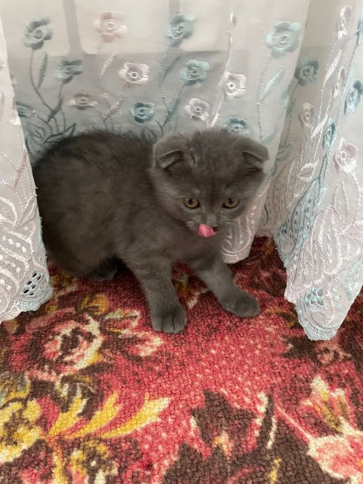 Котенок в добрые руки