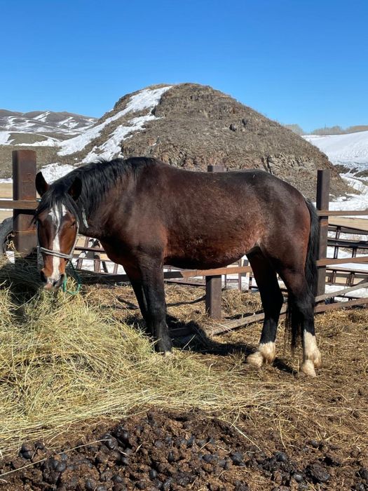 Продам жеребца 5 летний