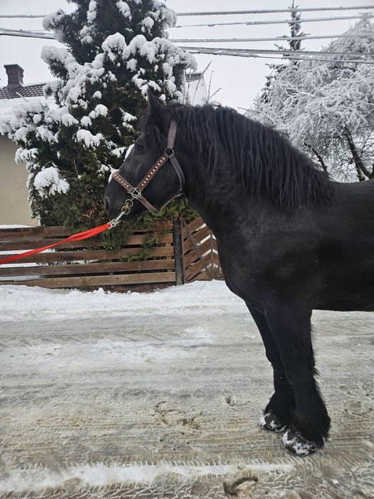 Vând armasar! Vârstă 4 ani