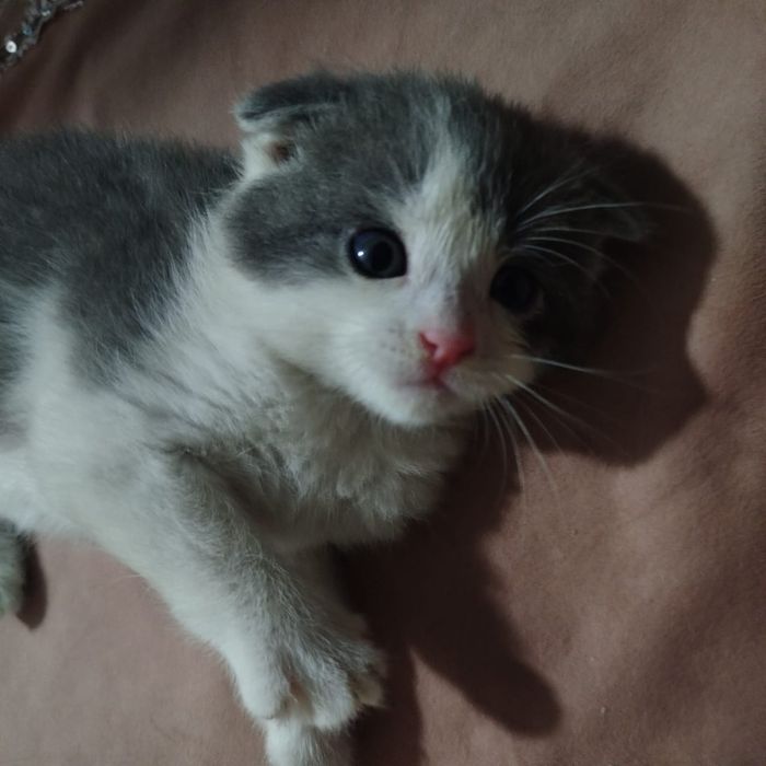 Продам британских котят
