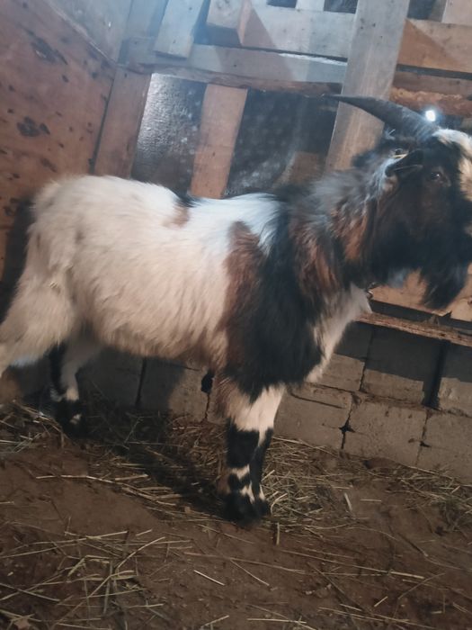 теке       сатылады