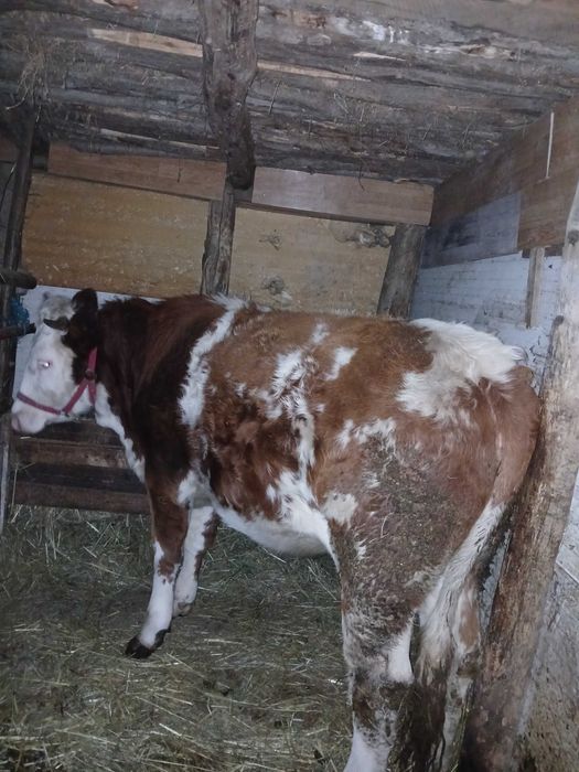 Vand juninca baltata