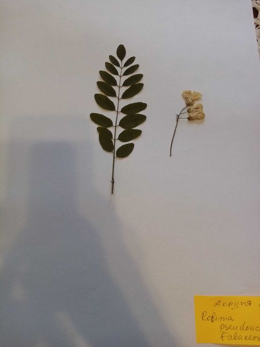 Хербарии студенти-Систематичен