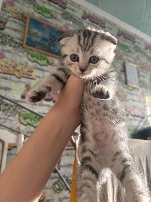 продаются котята Скоттиш фолд