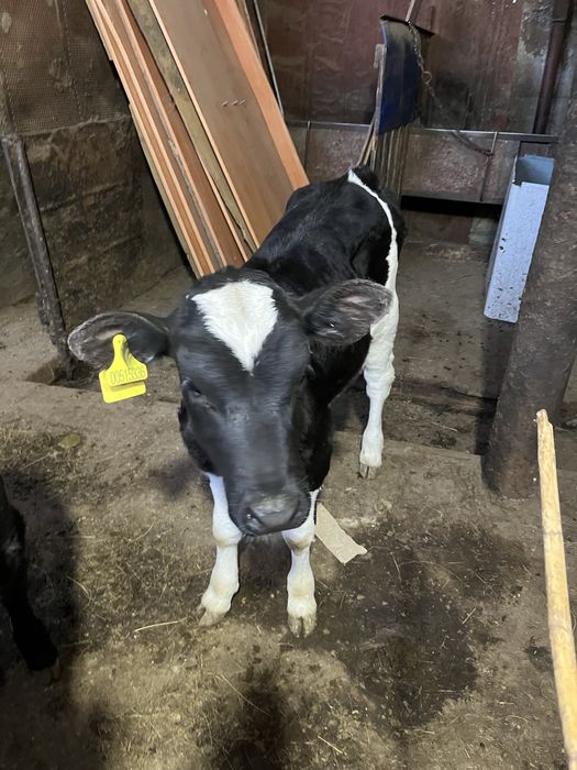 Бұзау сатамын ұрғашы  Продам теленка