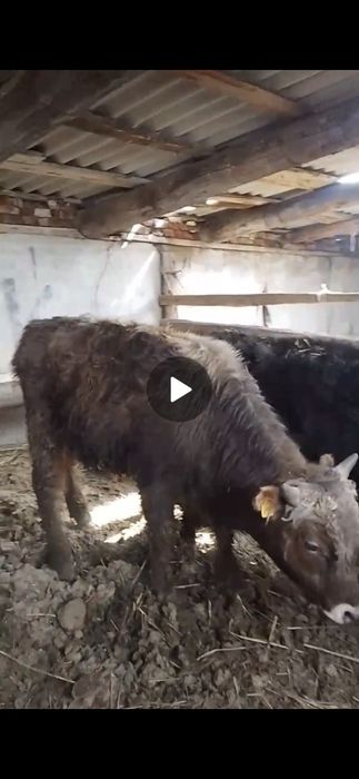 Бұқа бык сатылады подсос бычки