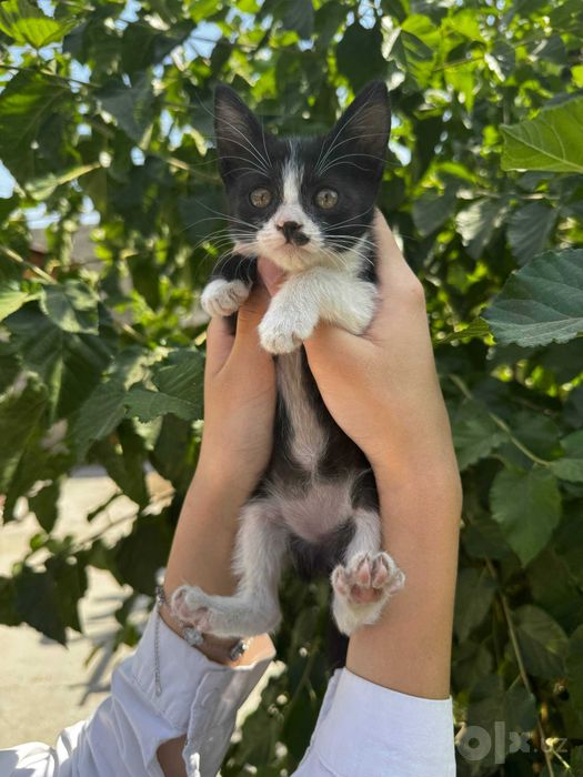 Отдам котят даром в добрые руки