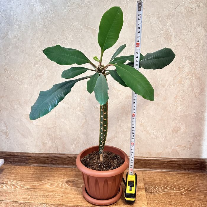 Продам растение Молочай.