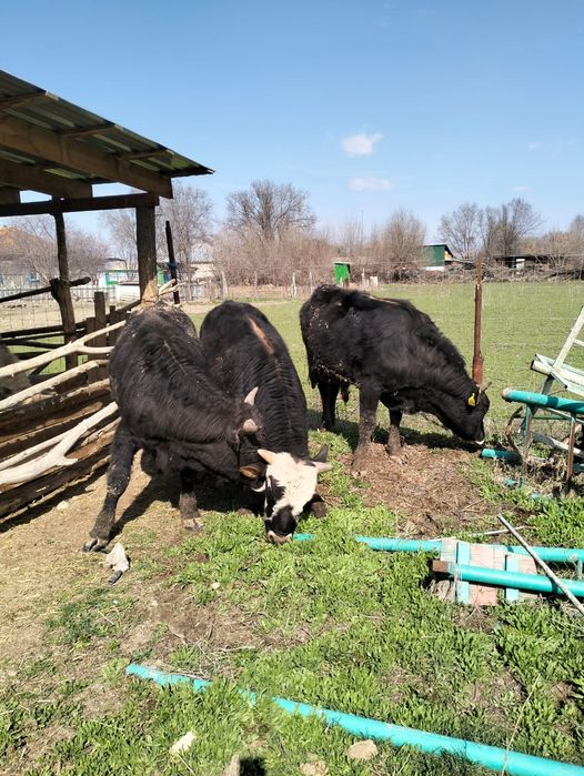 Байланған бұқалар сатылады