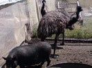 Vand stuti Australian Emu