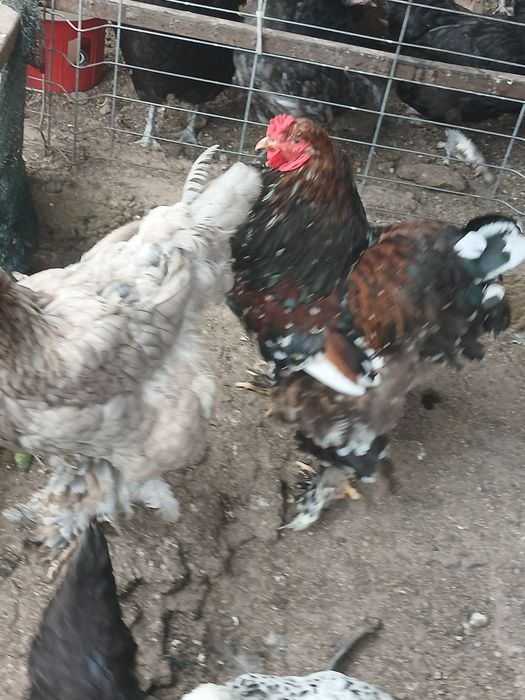 Cocos si găină brahma