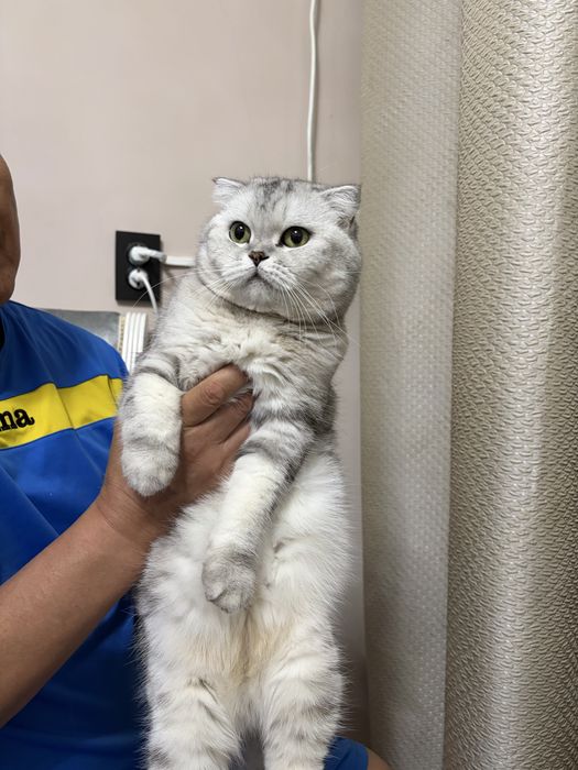 Отдам только в хорошие руки