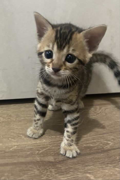 Бенгалски котенца