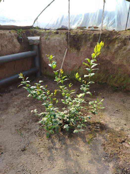 Limon ko'chatlar sotiladi