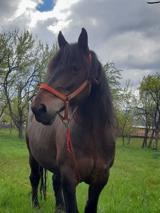 Vând iapă garantată