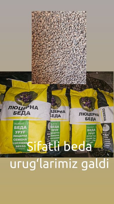 Beda urugʻ sotiladi sifatli