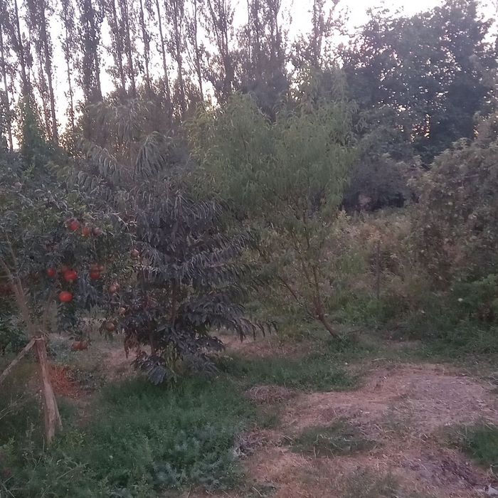 Уй сотилади Ободон махалласи