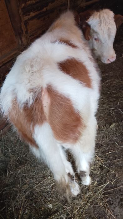 Vând vițel de patru luni