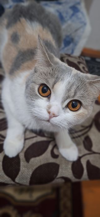 Продам кошек, пародисты