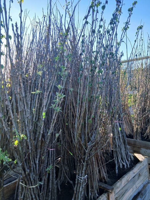 Плодовые по 2000т