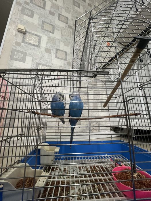 Попугай с клеткой вместе