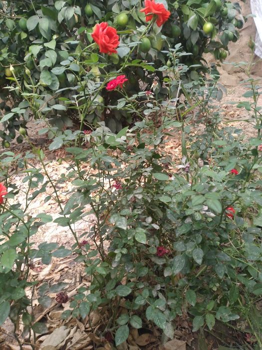 Мини роза гул кучатлари сотувда