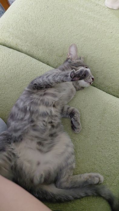 Котенок подросток, мальчик