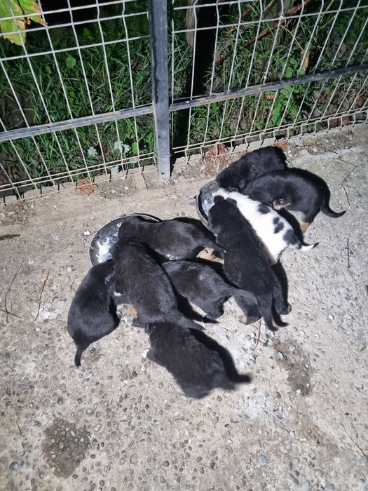 9 puiuți. 9 vieți care depind de un om cu suflet.