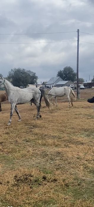 Жеребец  убучен ему будет семь лет