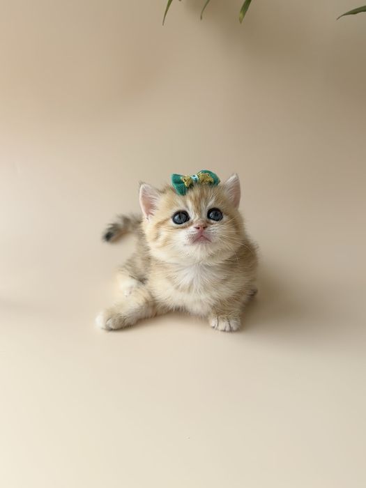 Британские котята Шиншиллы